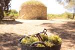 Experiència agricultor a la Barraca del Pi Gros