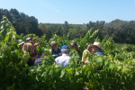 Enoturisme per les vinyes del celler Eudald Massana Noya