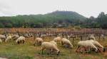 Biodinámica en los viñedos de Parés Baltà